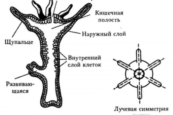 Кракен тор ссылка онион