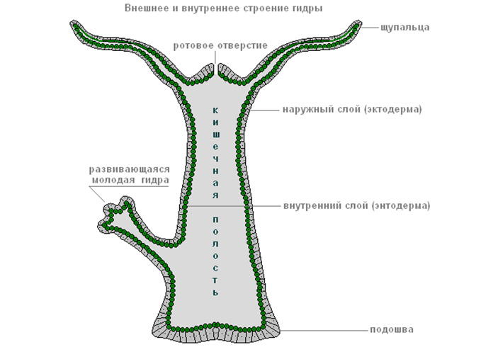 Кракен зеркало орион